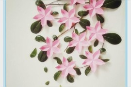 動畫櫻花短視頻教程_櫻花動漫幾點更新