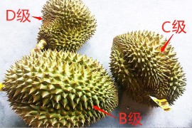 捏榴蓮短視頻教程大全_榴蓮多少個(gè)包