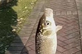想做釣魚短視頻教程_魚塘釣魚技巧及調漂方法