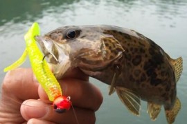 釣路亞短視頻教程_魚排路亞怎么釣