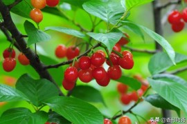 介紹櫻桃短視頻教程_求推薦適合幼兒園小朋友看的動畫片