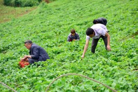 草莓老師短視頻教程_本人是一名縣城的小學(xué)教師