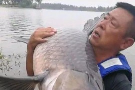 釣青魚(yú)短視頻教程_李大毛青魚(yú)線(xiàn)組搭配
