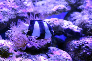 深海直播切片怎么切視頻（深海魚 直播間） 深海直播切片怎么切視頻（深海魚 直播間） 運營百科